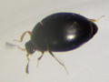 Orthoperus corticalis